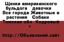 Щенки американского бульдога ( девочки) - Все города Животные и растения » Собаки   . Томская обл.,Кедровый г.